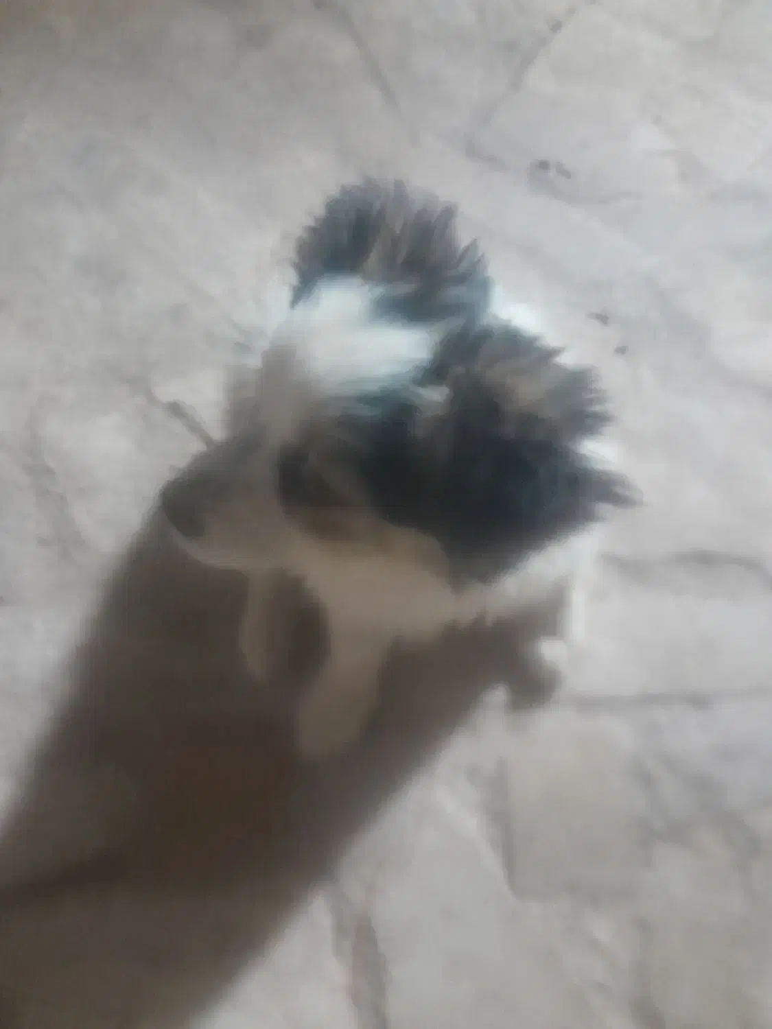 سگ پاکوتاه|سگ|کرمان, |دیوار