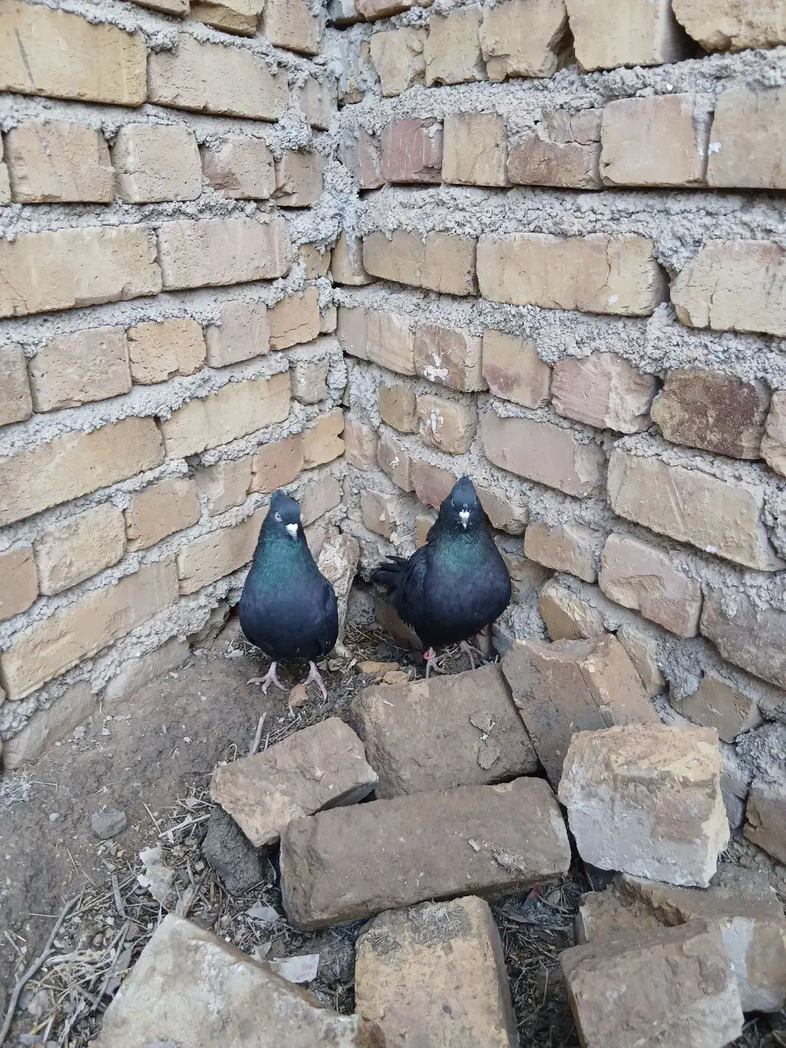 کبوتر|پرنده|بوئین زهرا, |دیوار