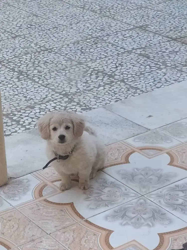 سگ کوچولو|سگ|اصفهان, خانه اصفهان|دیوار