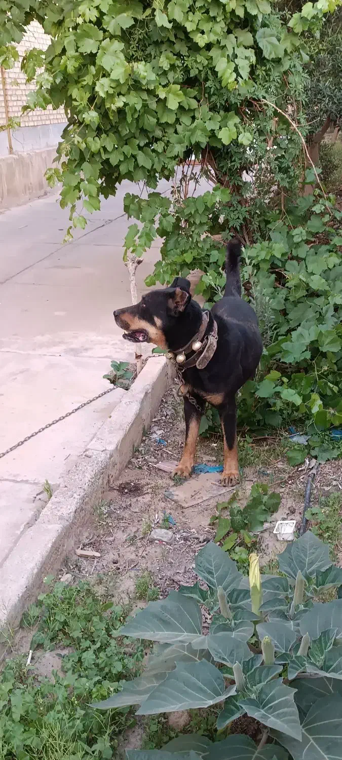 سگ گم شده|حیوانات|یزد, |دیوار