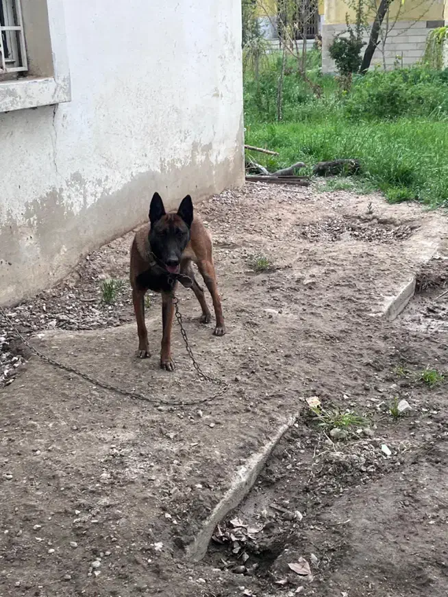 سگ مالینویز|سگ|بروجرد, |دیوار