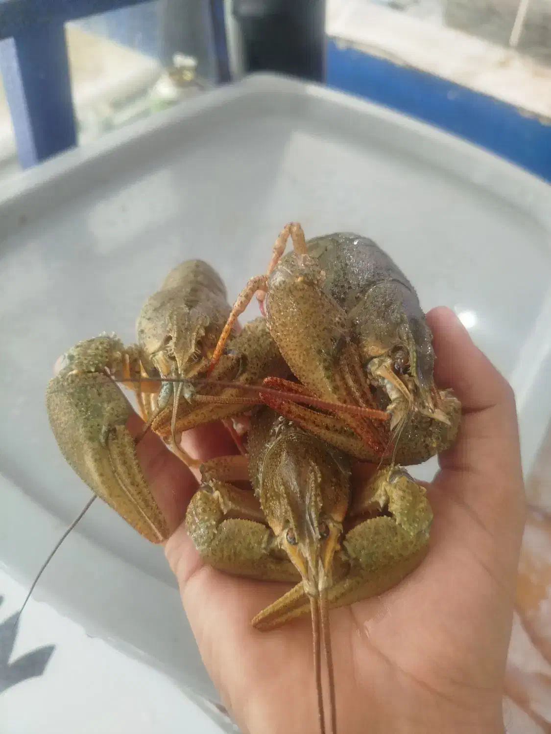 قزل الا|ماهی|محمدبار, |دیوار