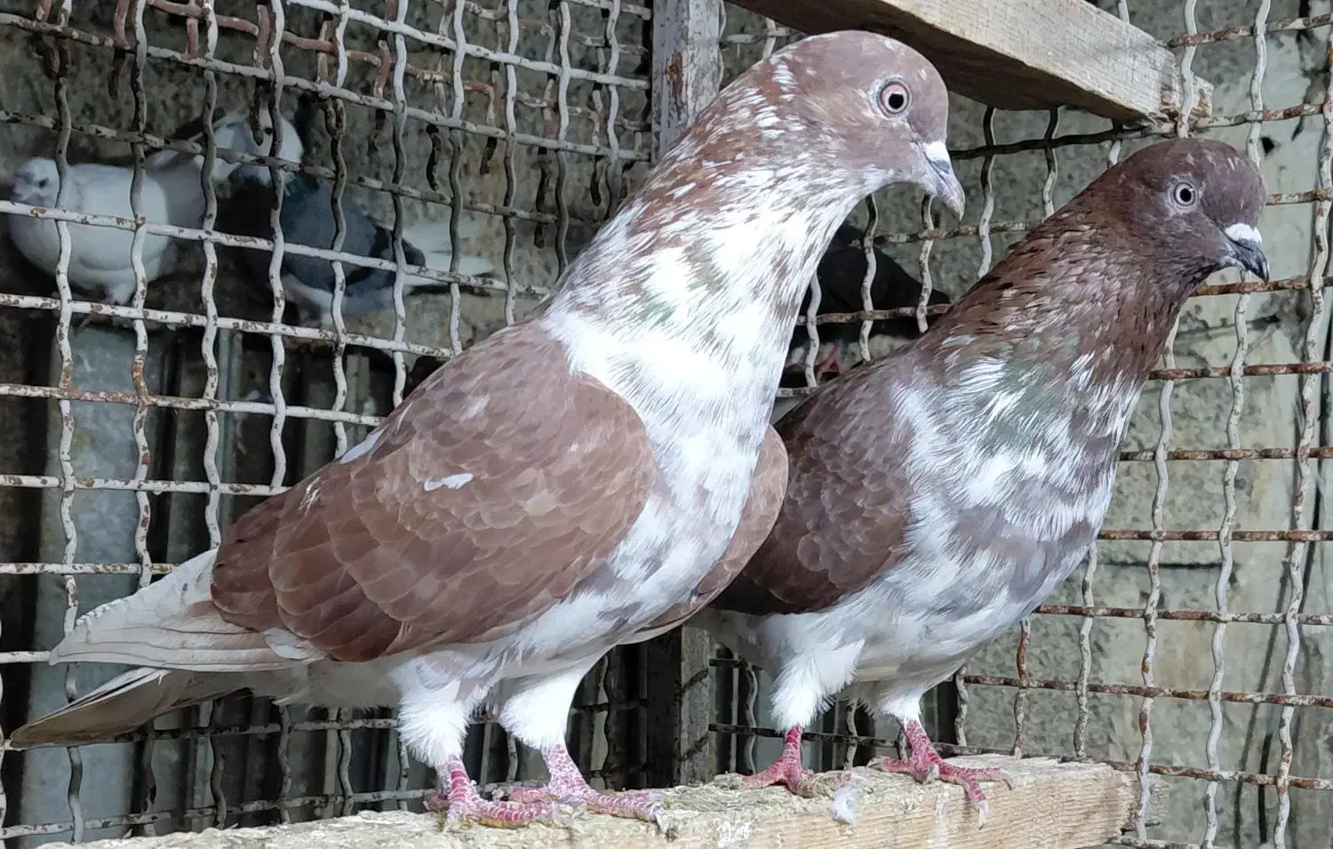 کبوتر پروازی درجه یک|پرنده|قائم‌شهر, |دیوار