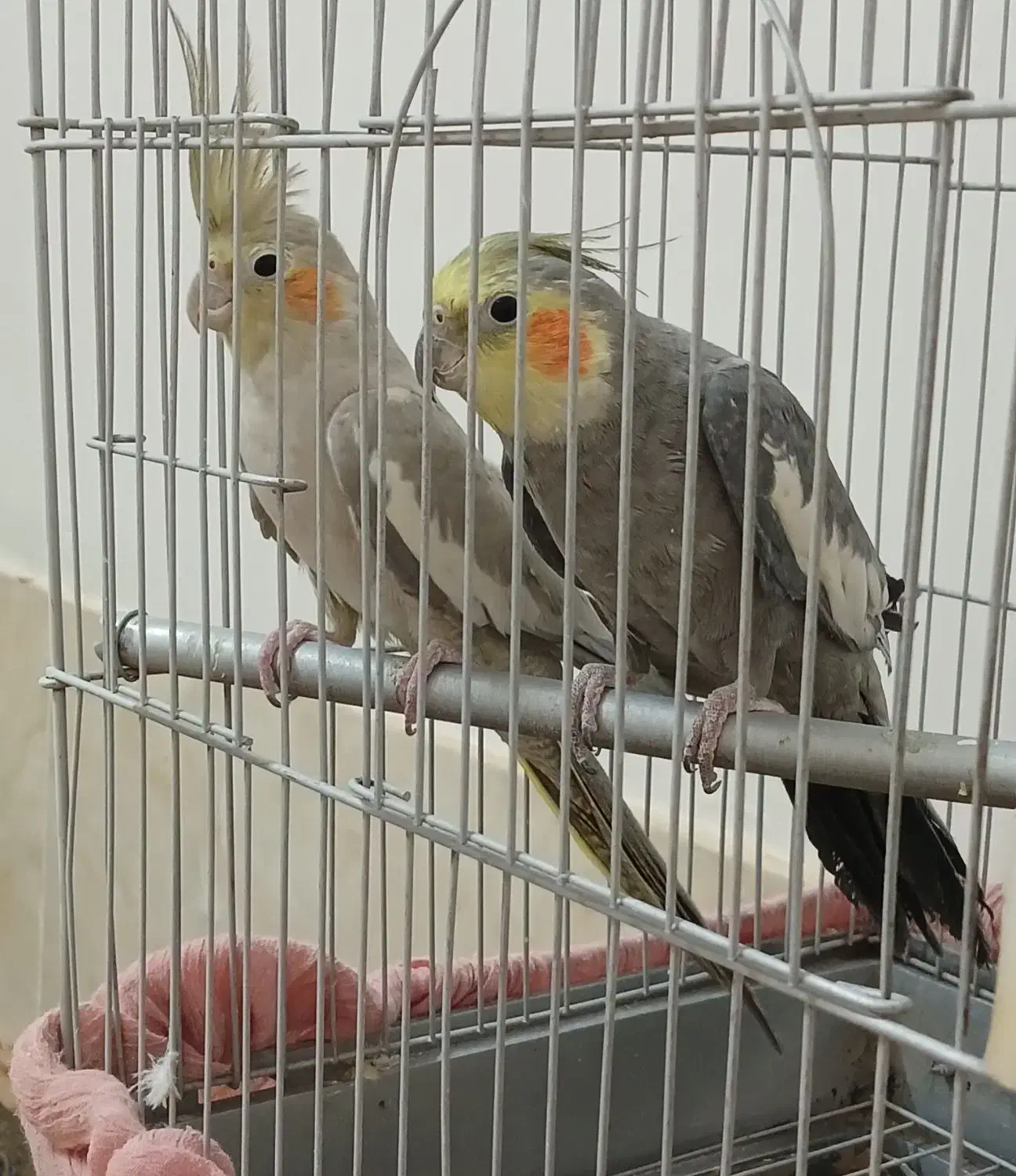 عروس هلندی|پرنده|برخوار, |دیوار