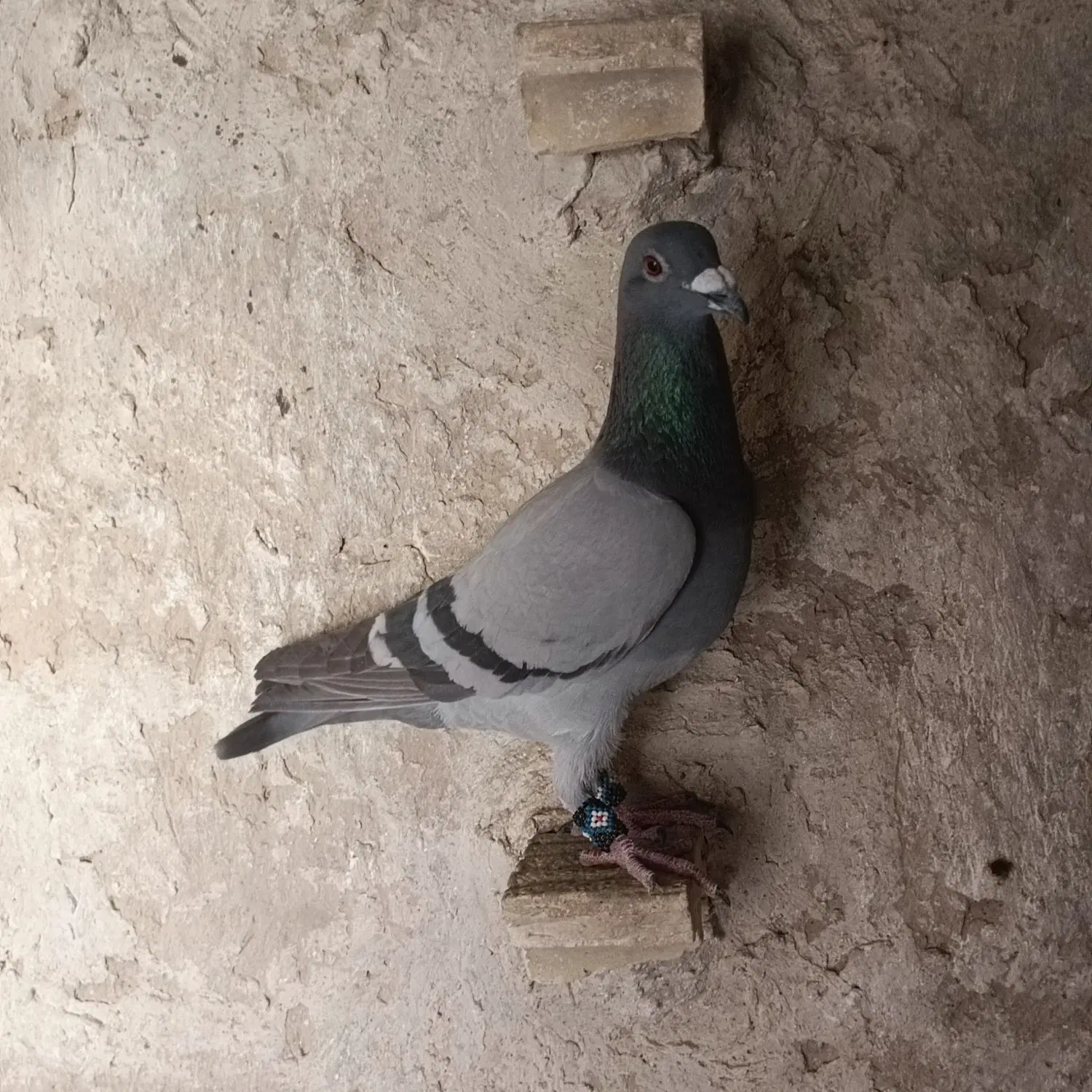 کبوتر|پرنده|شیراز, زند|دیوار
