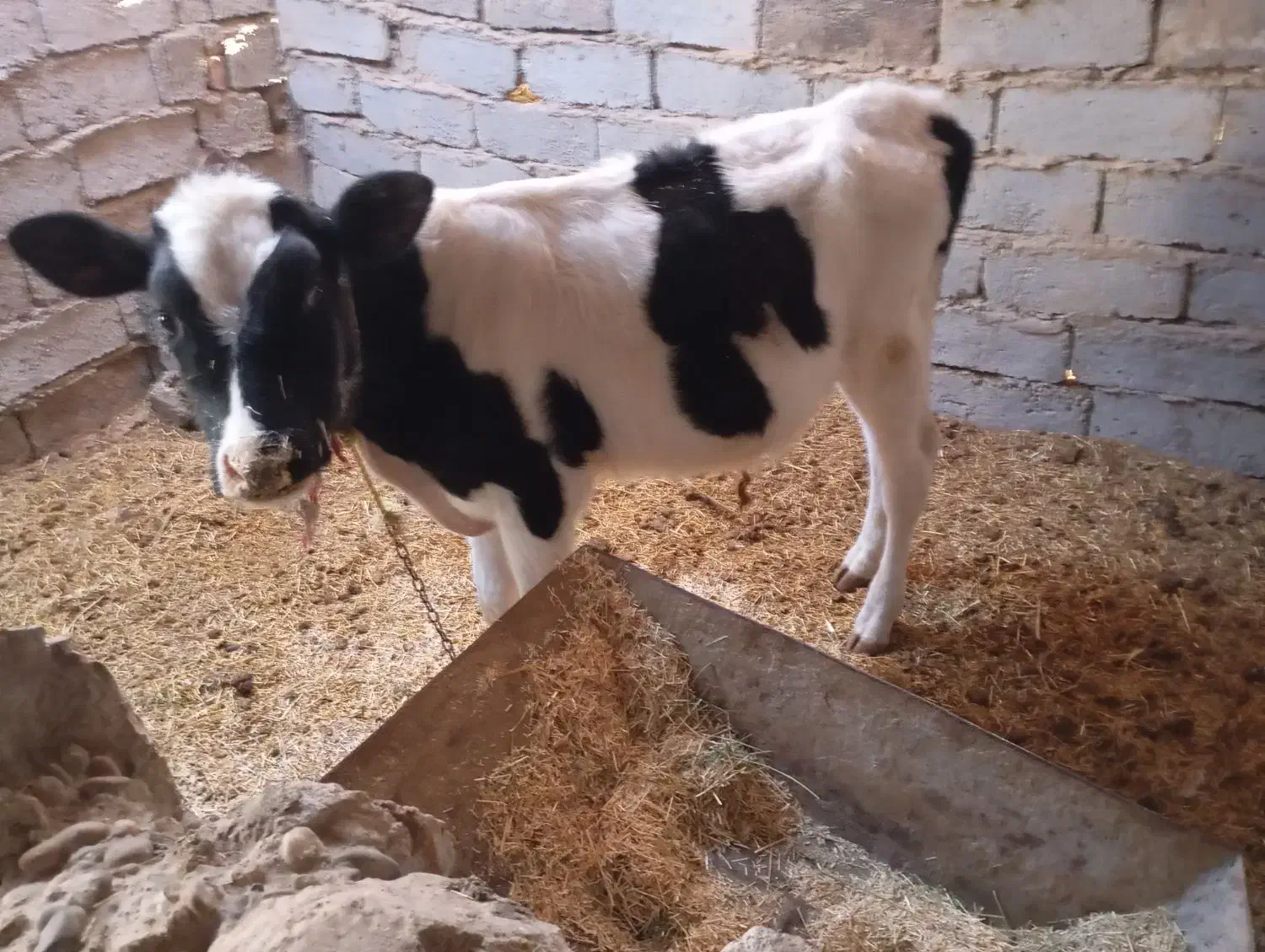 گوسالهنر|حیوانات مزرعه|زهک, |دیوار