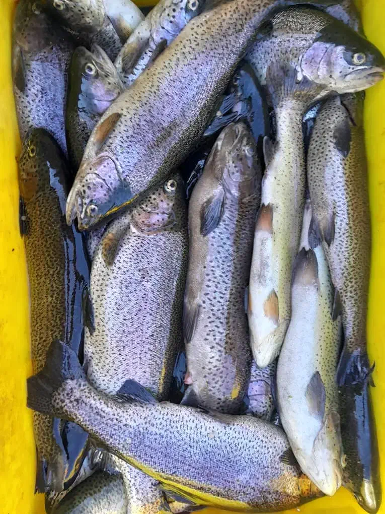 ماهی مرغ گوشت دنبه خرید با کالا برگ مقدور میباشد|خوردنی و آشامیدنی|ایذه, |دیوار