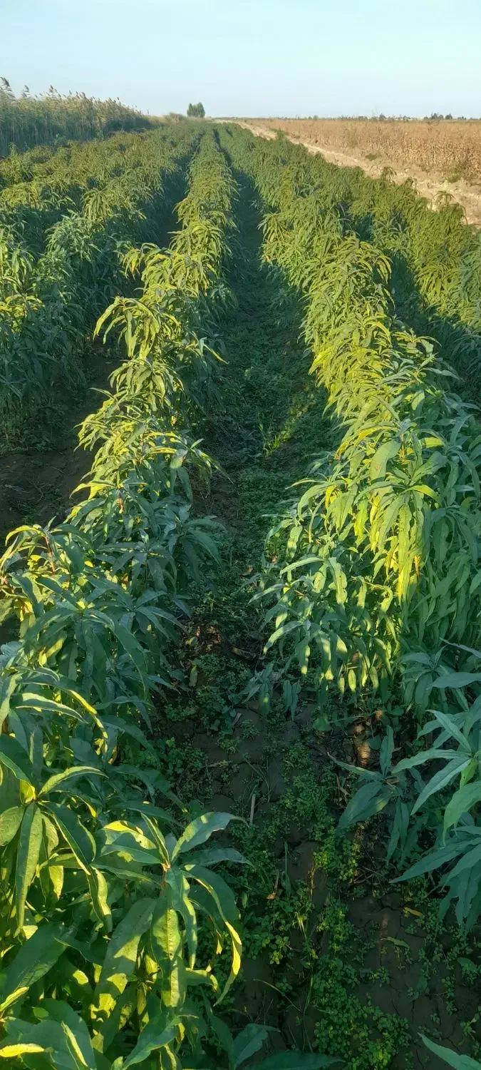 فروش نهال شلیل وبادام درختی وزرد آلو|خدمات باغبانی و درختکاری|پارسآباد, |دیوار