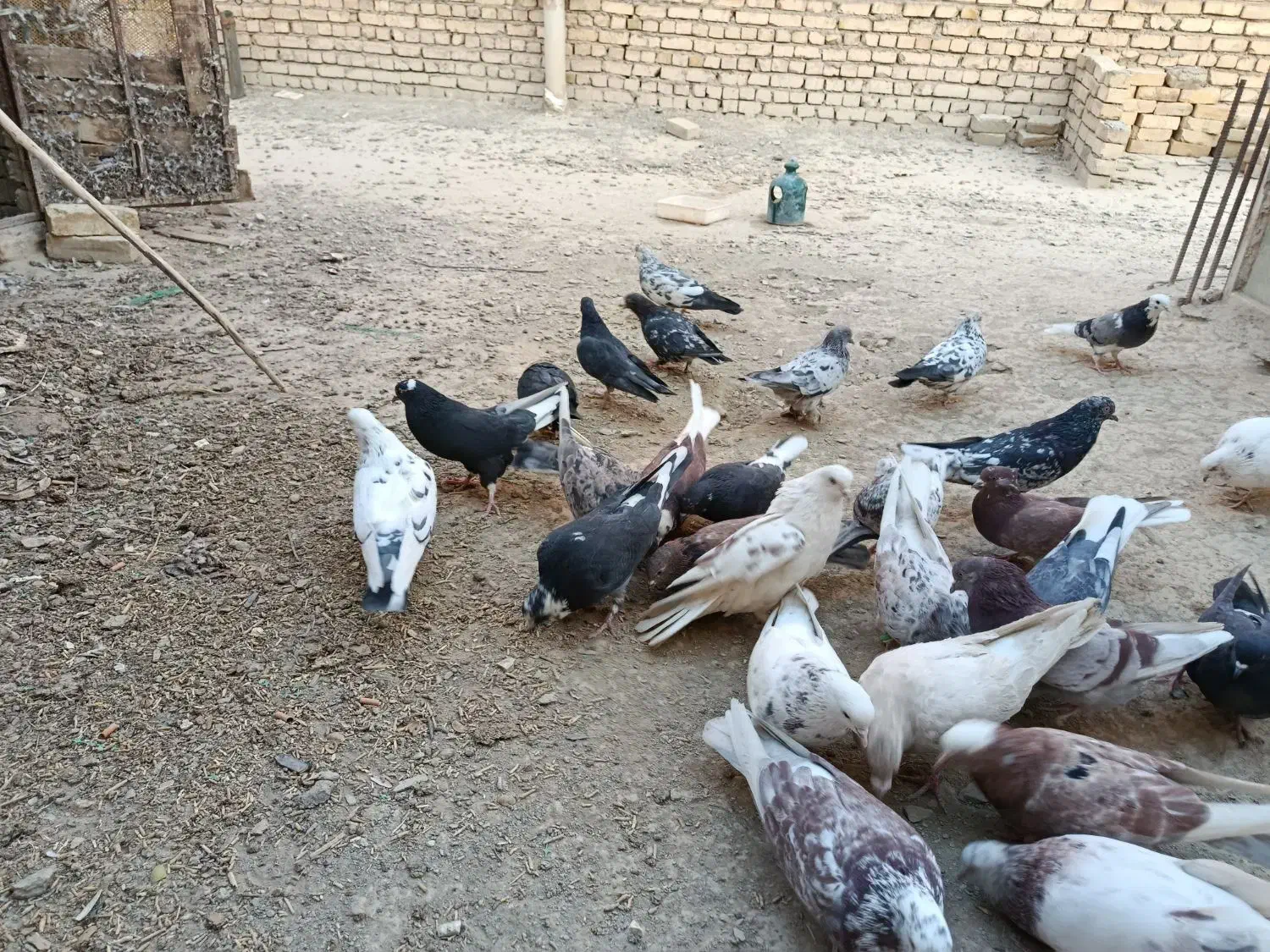 کبوتر پرشی|پرنده|اصفهان, سپاهان‌شهر|دیوار