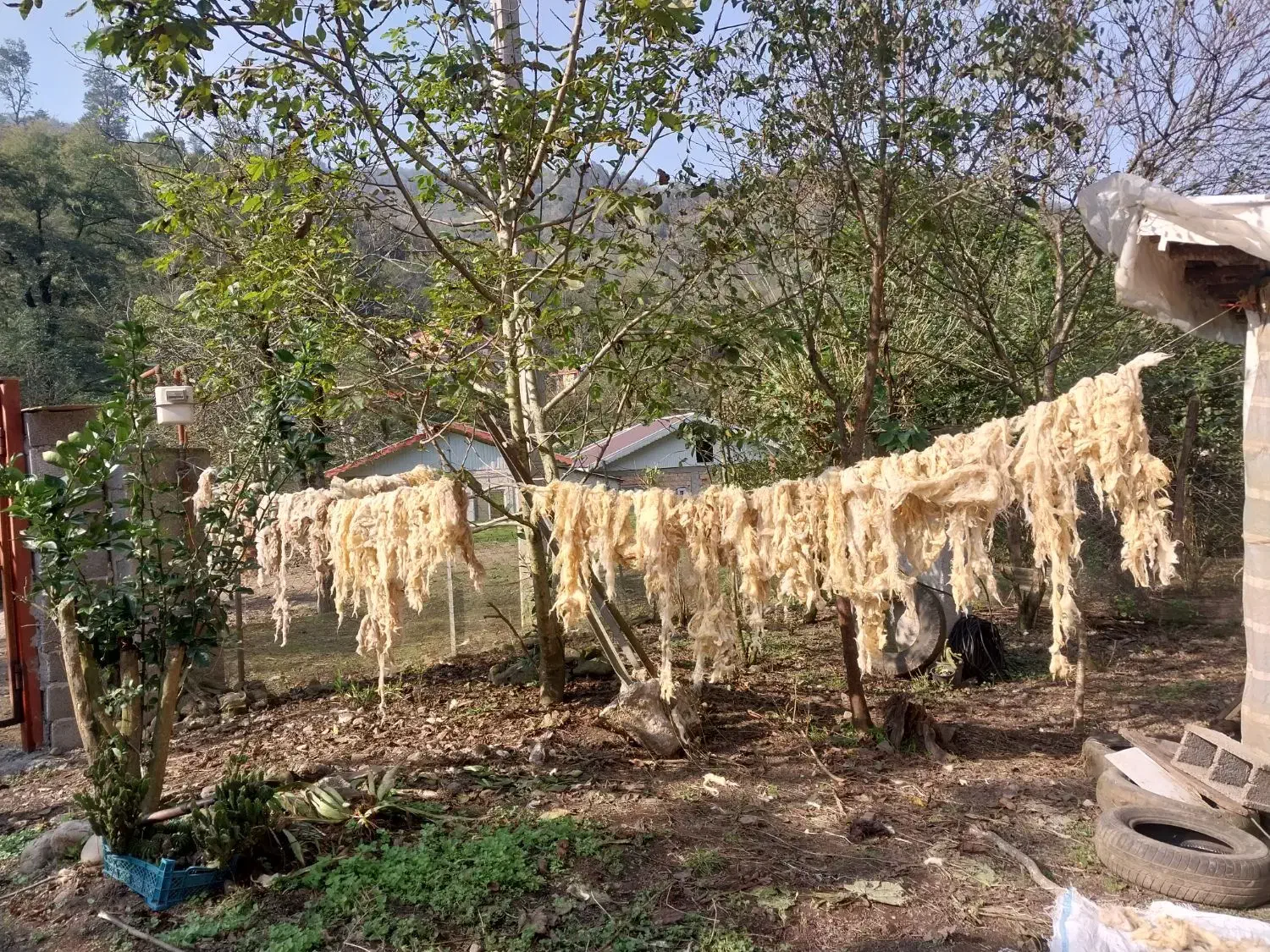 پشم گوسفندی بهاره و پاییزه|رختخواب، بالش، پتو|احمدسرگوراب, |دیوار