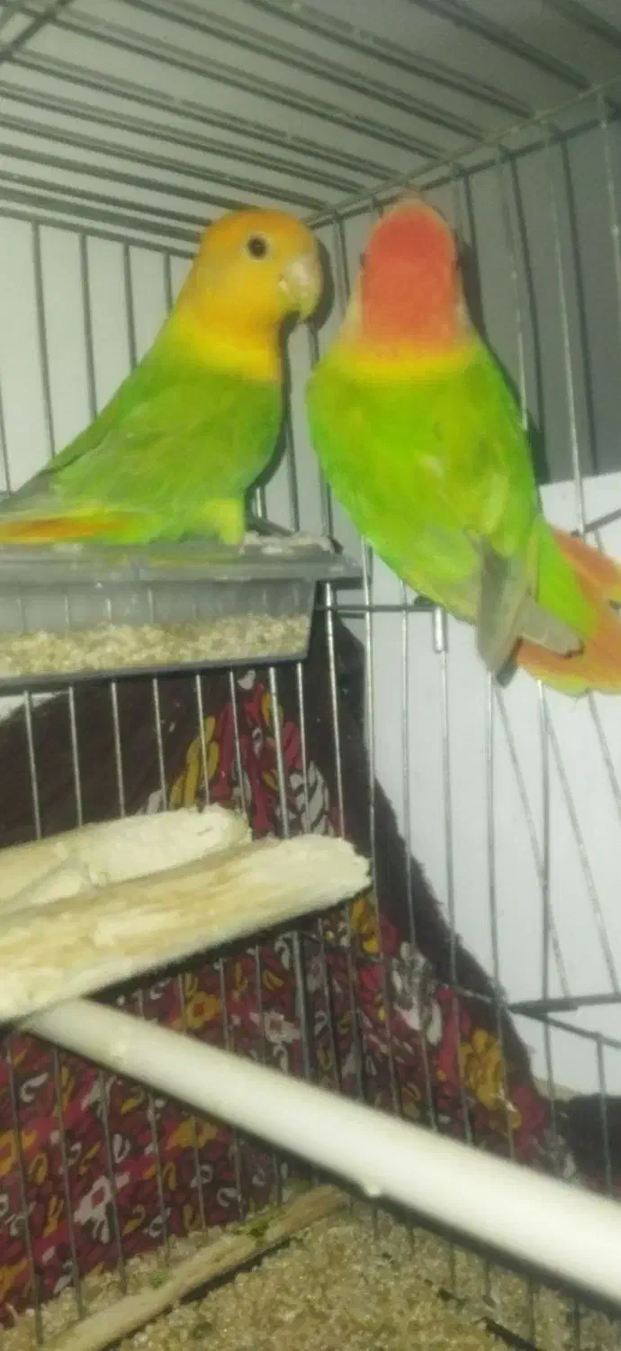 طوطی برزیلی دم تخم  رنگ خاص|پرنده|نقده, |دیوار