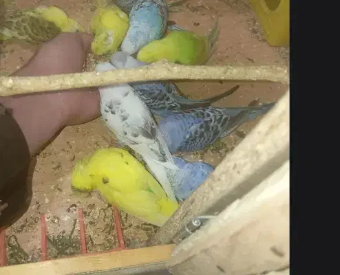 مرغ عشق|پرنده|خاش, |دیوار