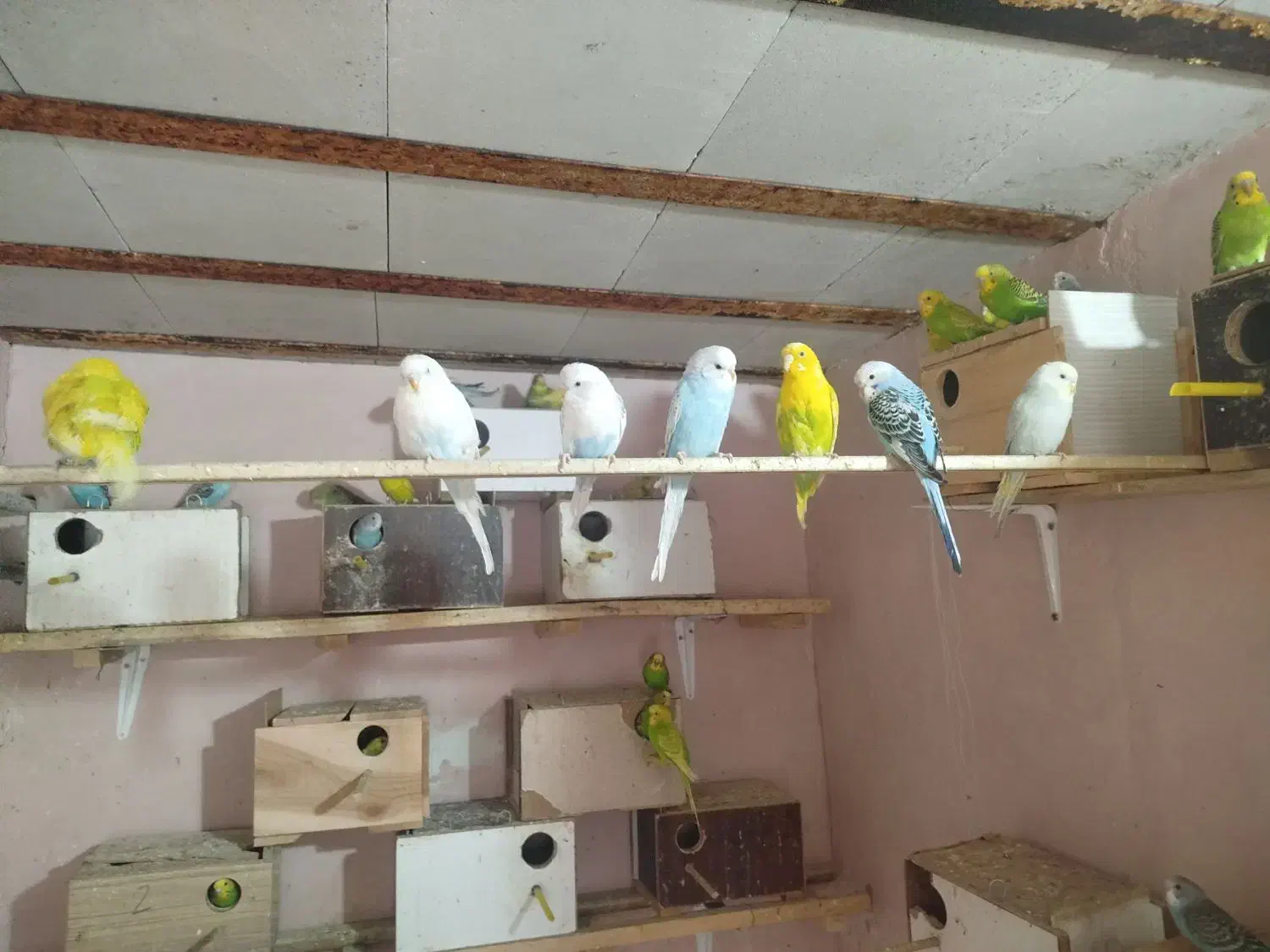 مرغ|پرنده|آران و بیدگل, |دیوار