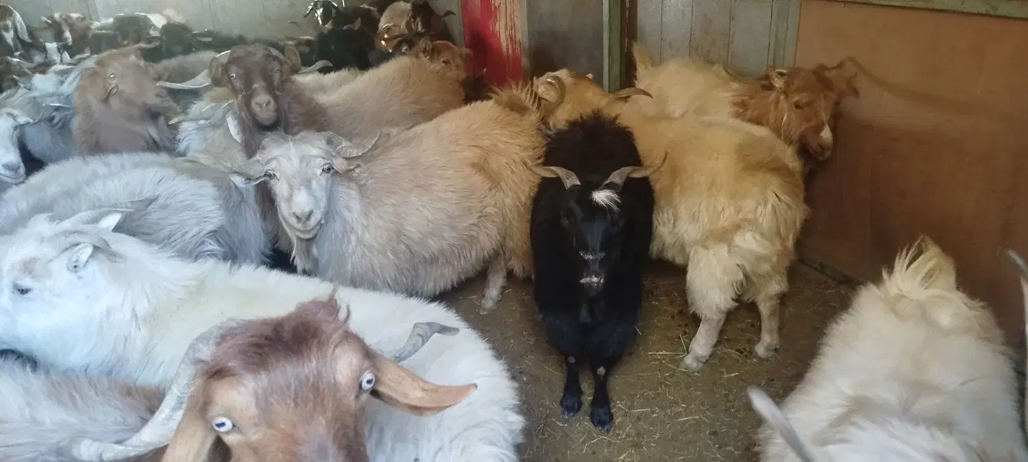 سی عدد نری بزرگ بفروش می‌رسد تکی  یجایم میدم|حیوانات مزرعه|نرماشیر, |دیوار