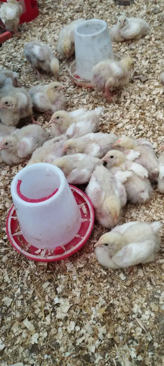 جوجه گوشت راس۱۳روزه|حیوانات مزرعه|قائم‌شهر, |دیوار