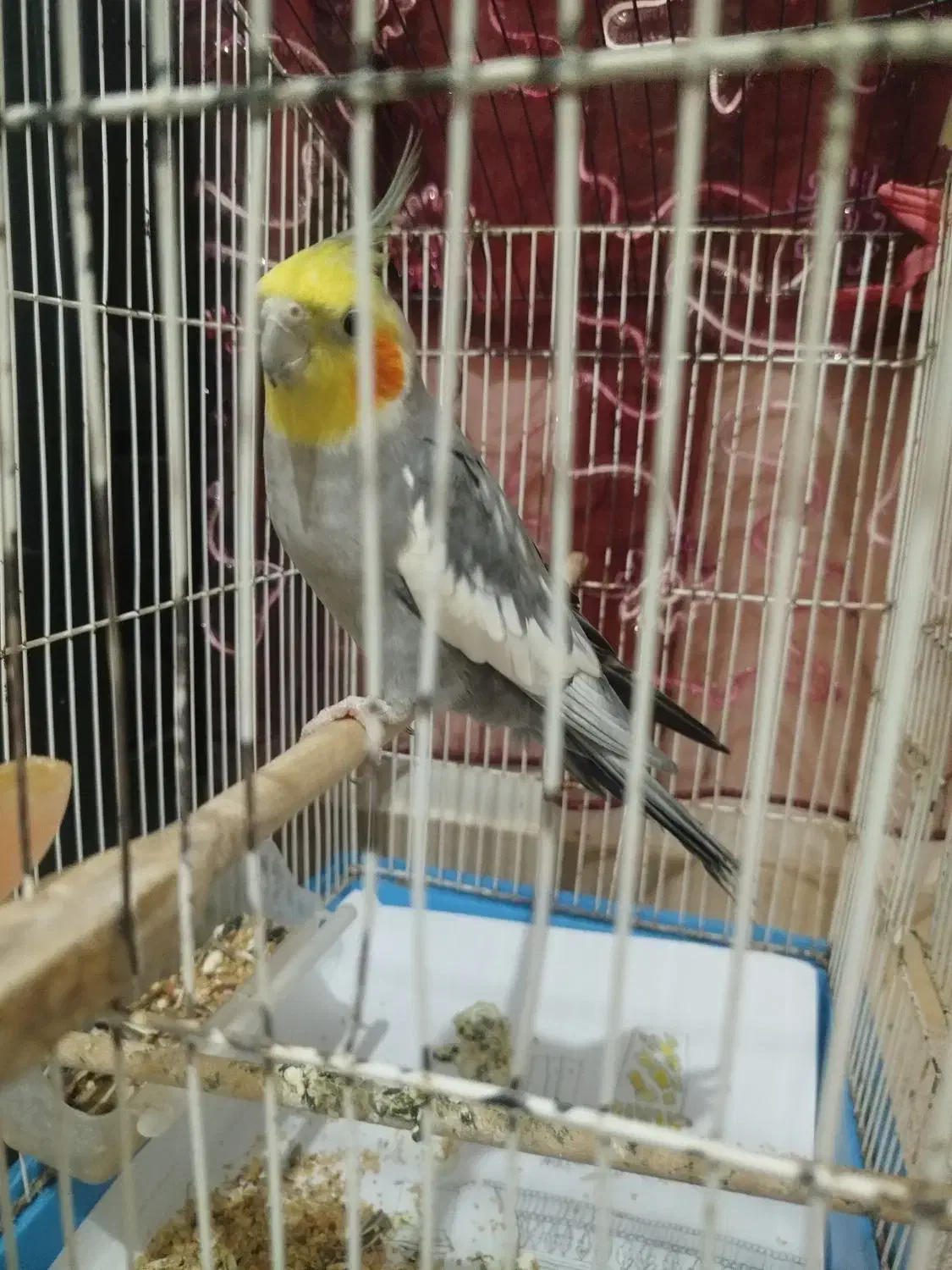 عروس هلندی|پرنده|میناب, |دیوار