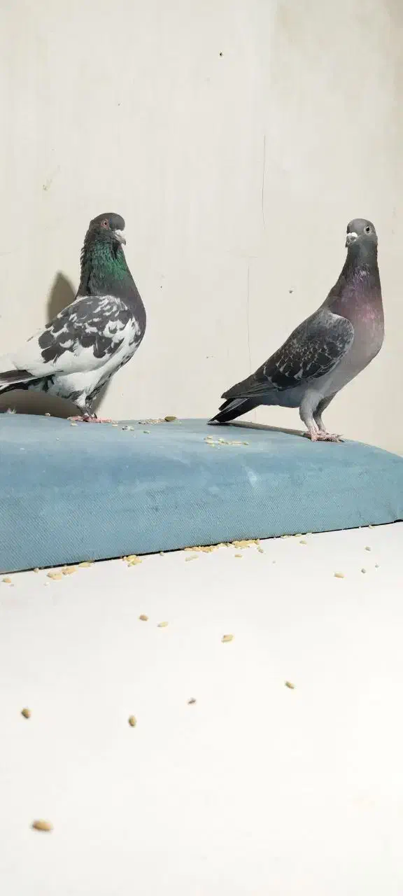 کفتر کبوتر|پرنده|مشهد, نیزه|دیوار