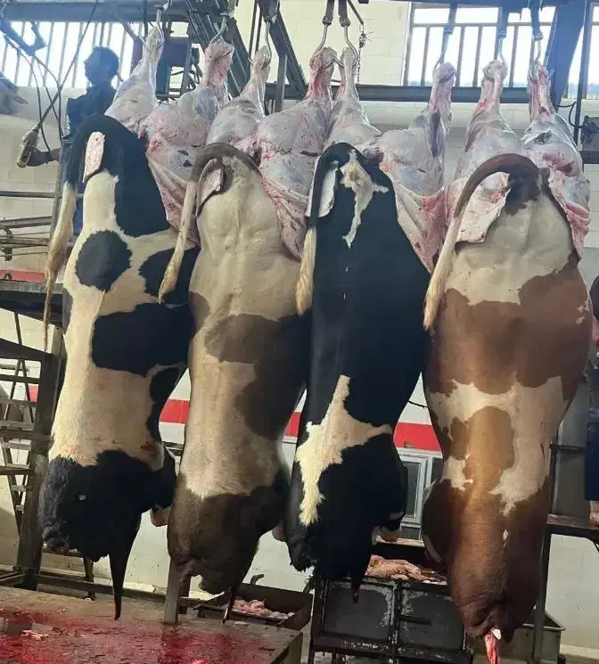 توزیع و پخش گوشت گرم گوساله نر|عمدهفروشی|شیراز, احمدآباد|دیوار