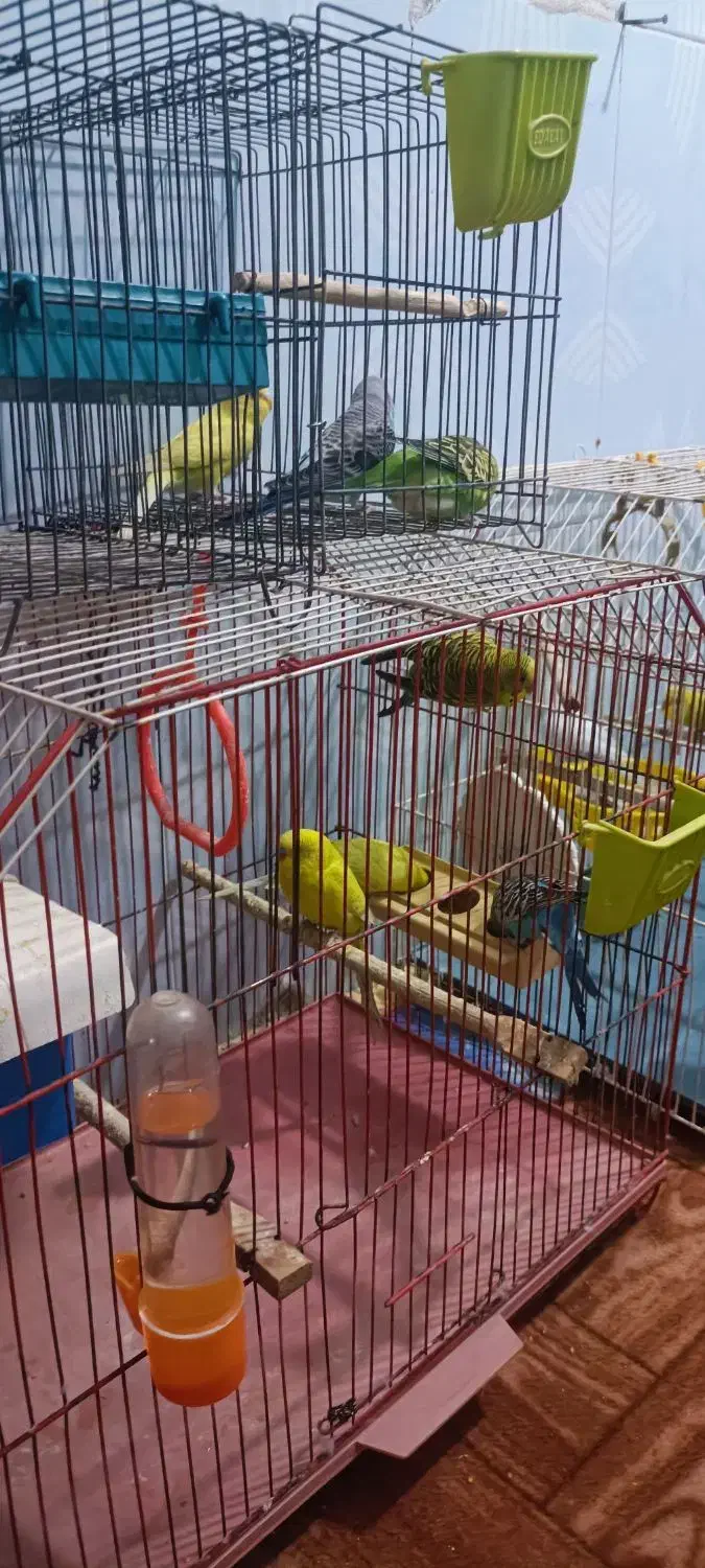 مرغ عشق تعداد|پرنده|آبادان, |دیوار