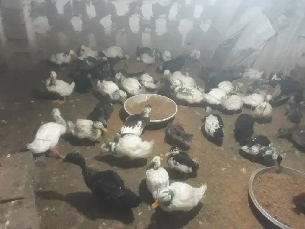 اردک|حیوانات مزرعه|شلمان, |دیوار