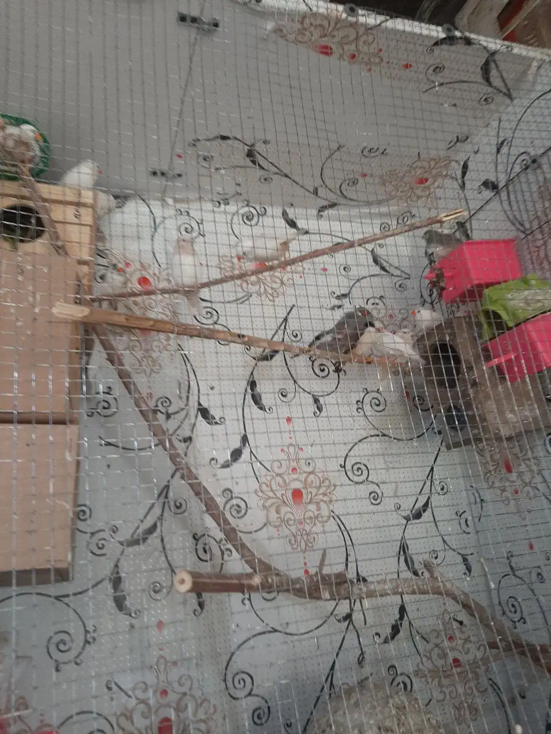 فنج|پرنده|کارون, |دیوار