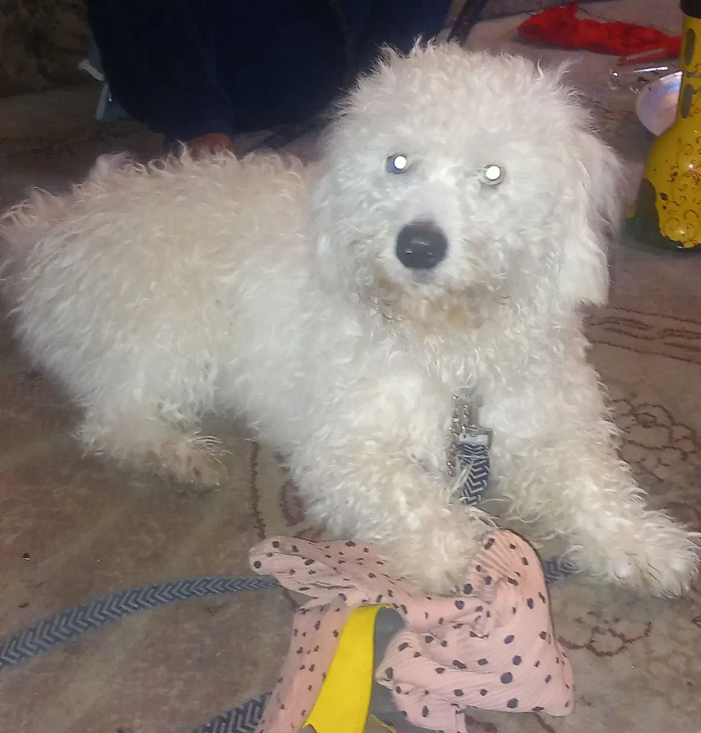 سگ پاه کوتاه پشمالو باموهای بلند عروسک|سگ|خرمشهر, |دیوار