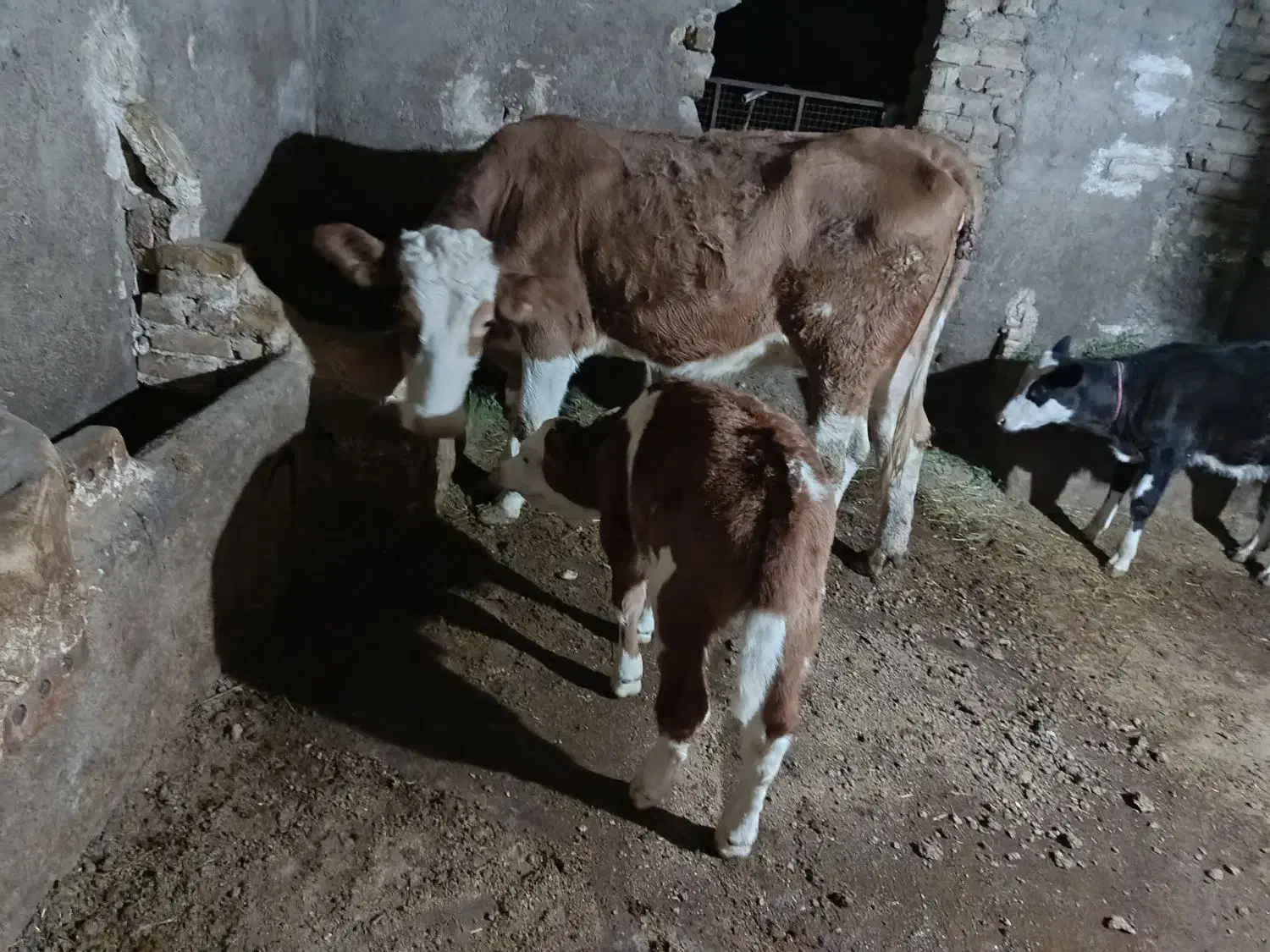 دو عدد گوساله نر با یک گاو سمنتال|حیوانات مزرعه|قیدار, |دیوار