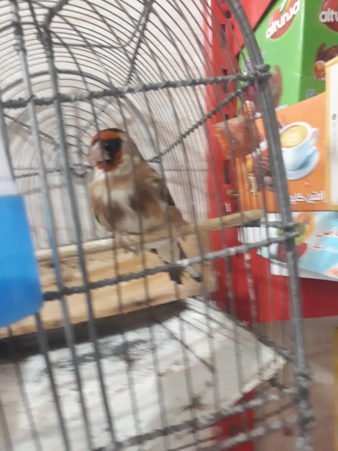 دوتافلش باگوشی وسیره متولدقفس|قطعات و لوازم جانبی رایانه|خرم‌آباد, |دیوار