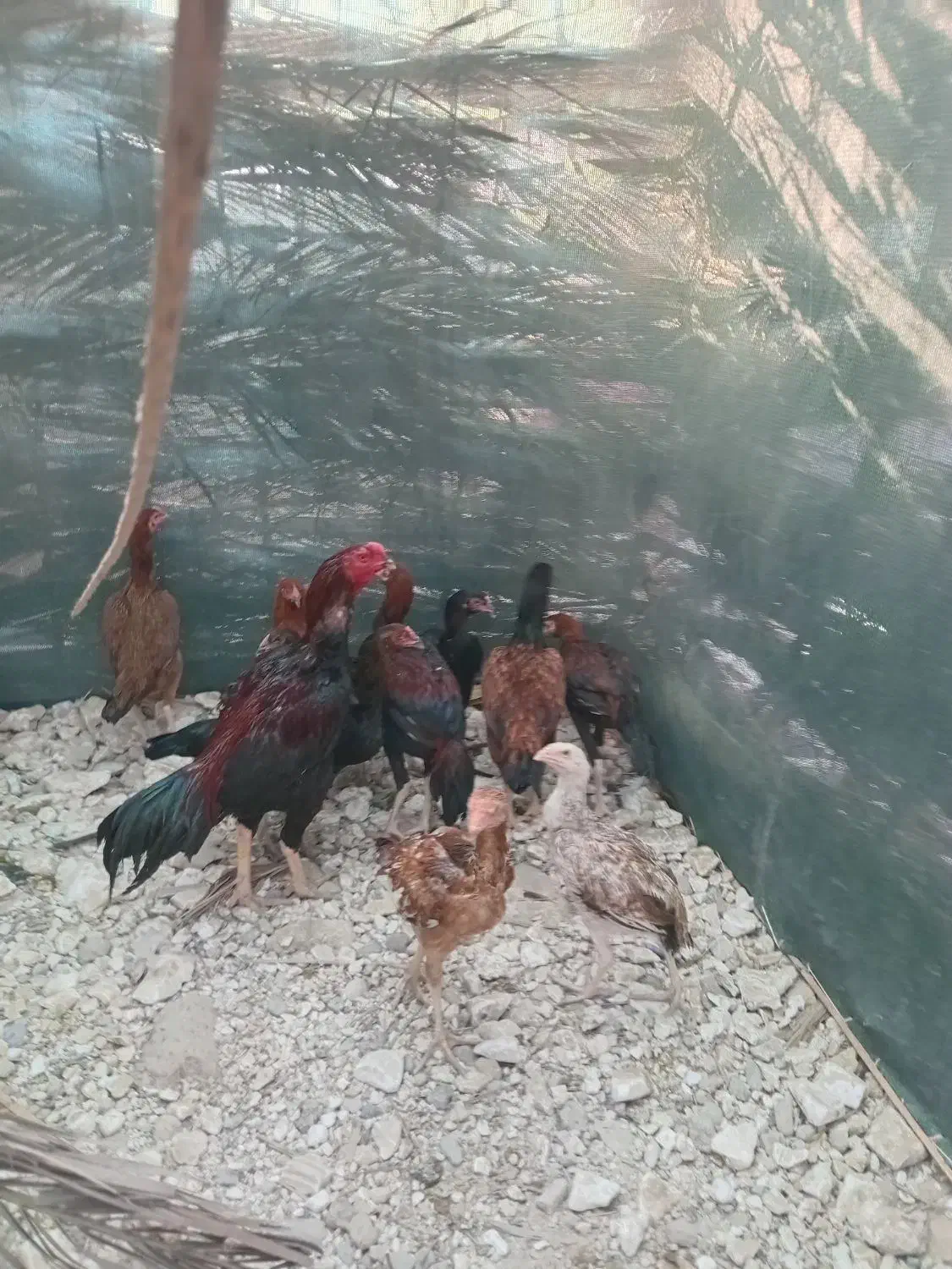 چندتا جوجه خروس دونه یک ملیون|حیوانات مزرعه|میناب, |دیوار