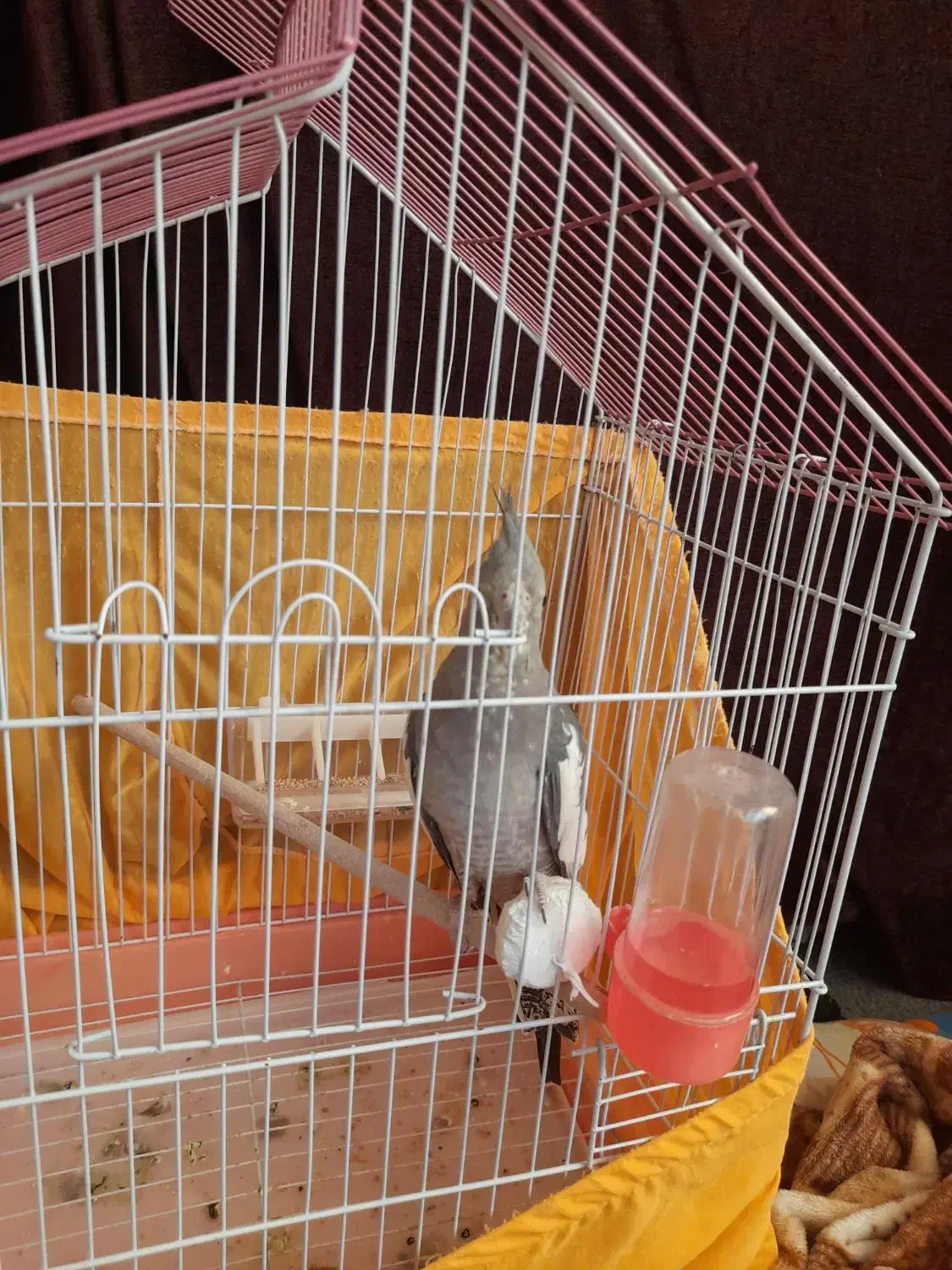 یک عدد عروس هلندی ماده بالغ|پرنده|تنکابن, |دیوار