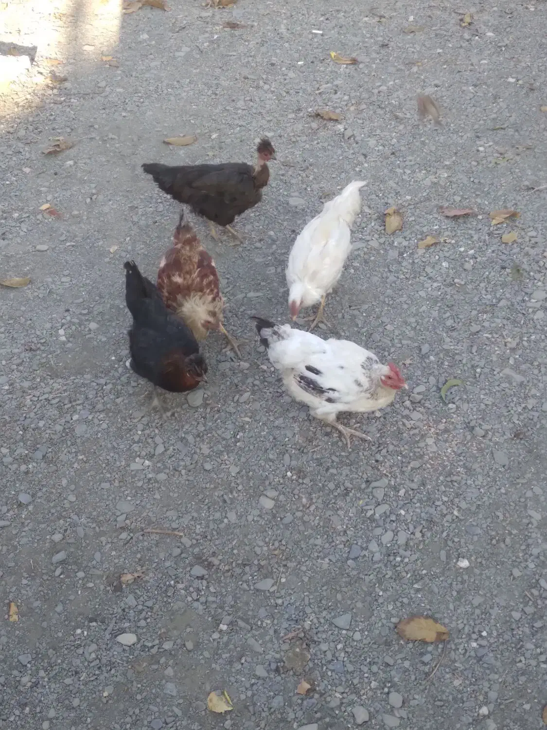 مرغ و جوجه|حیوانات مزرعه|تویسرکان, |دیوار