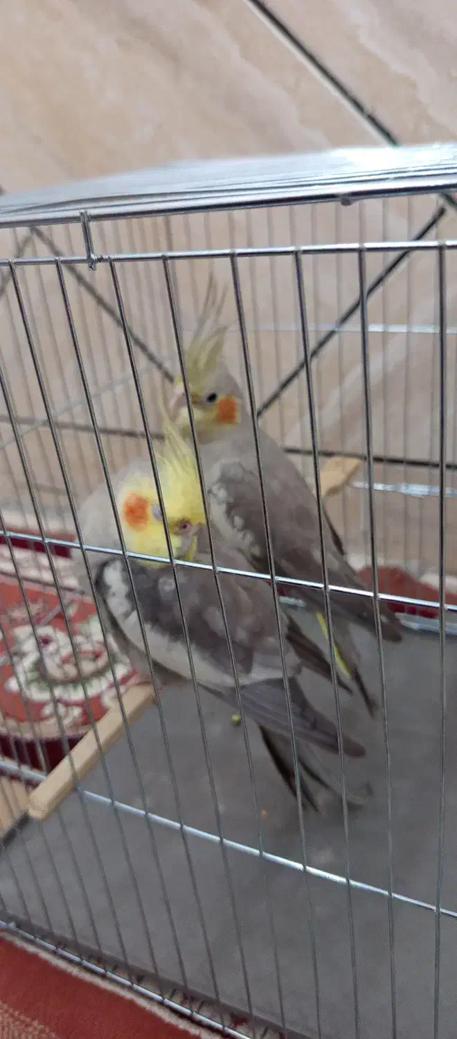 عروس هلندی جفت|پرنده|حمیدیه, |دیوار