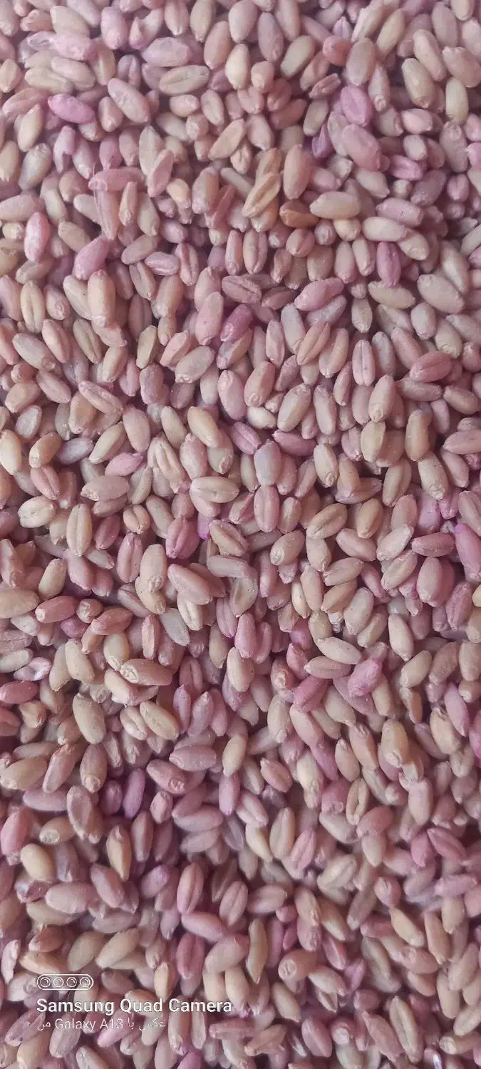 گندم کوهدشت|لوازم جانبی حیوانات|کوهدشت, |دیوار