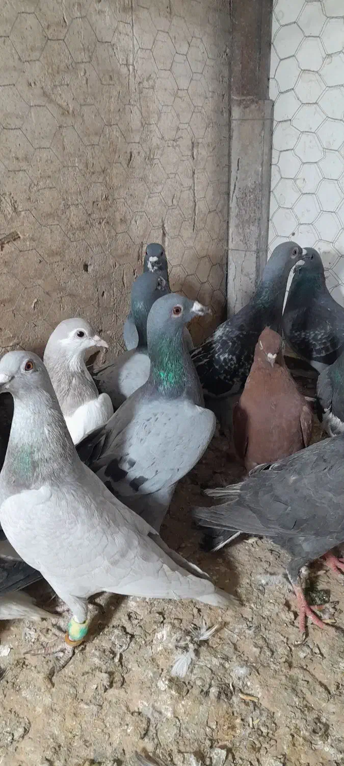 ۳۰تا کفتر بوم زدوخوردی تبعیدی|پرنده|مشهد, کوشش|دیوار