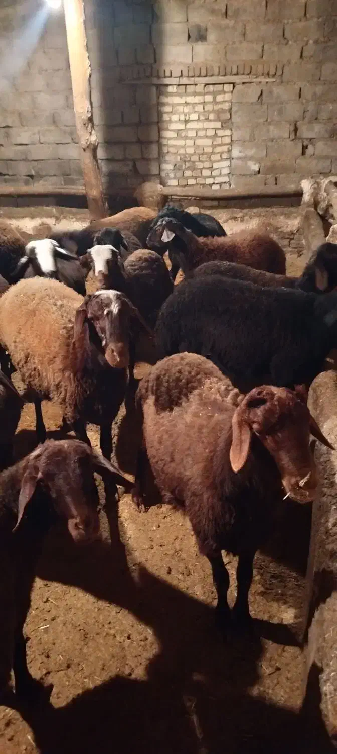 30راس بره نر پرواری|حیوانات مزرعه|باغ حلی, |دیوار