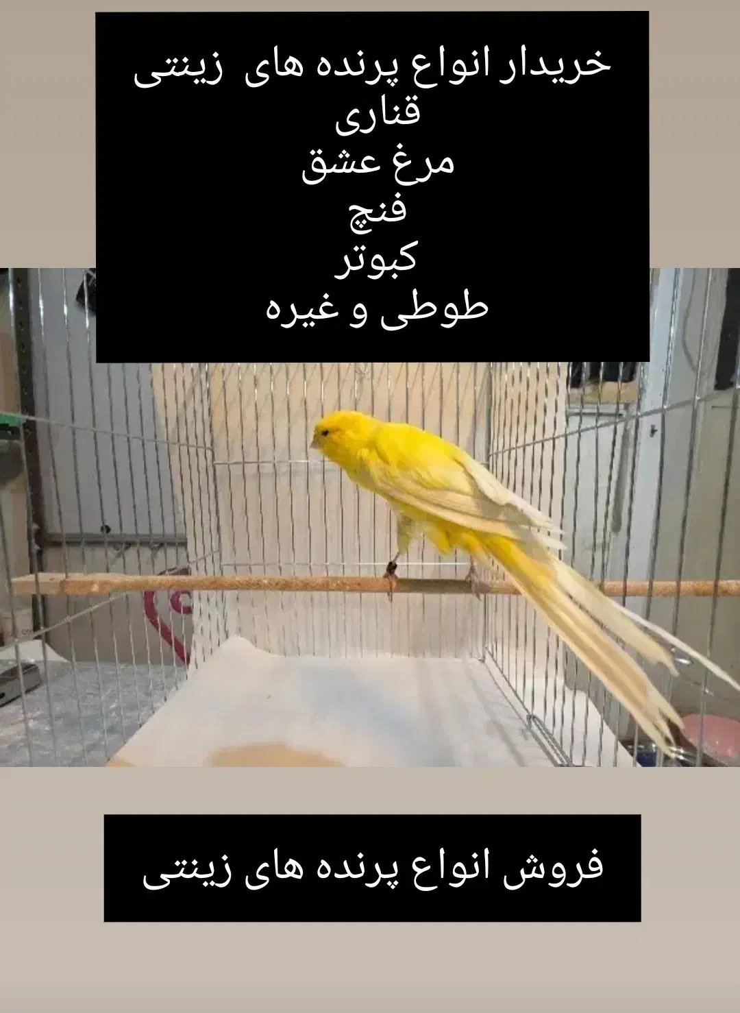 پرنده زینتی|پرنده|بروجن, |دیوار