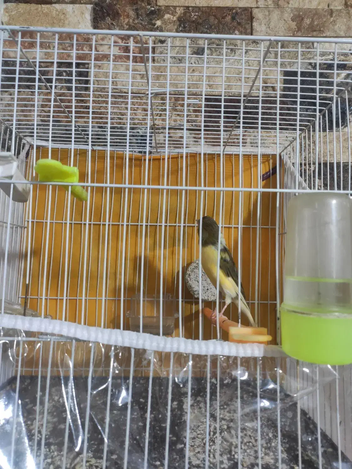 قناری مست خون|پرنده|مشهد, کوی ولیعصر|دیوار