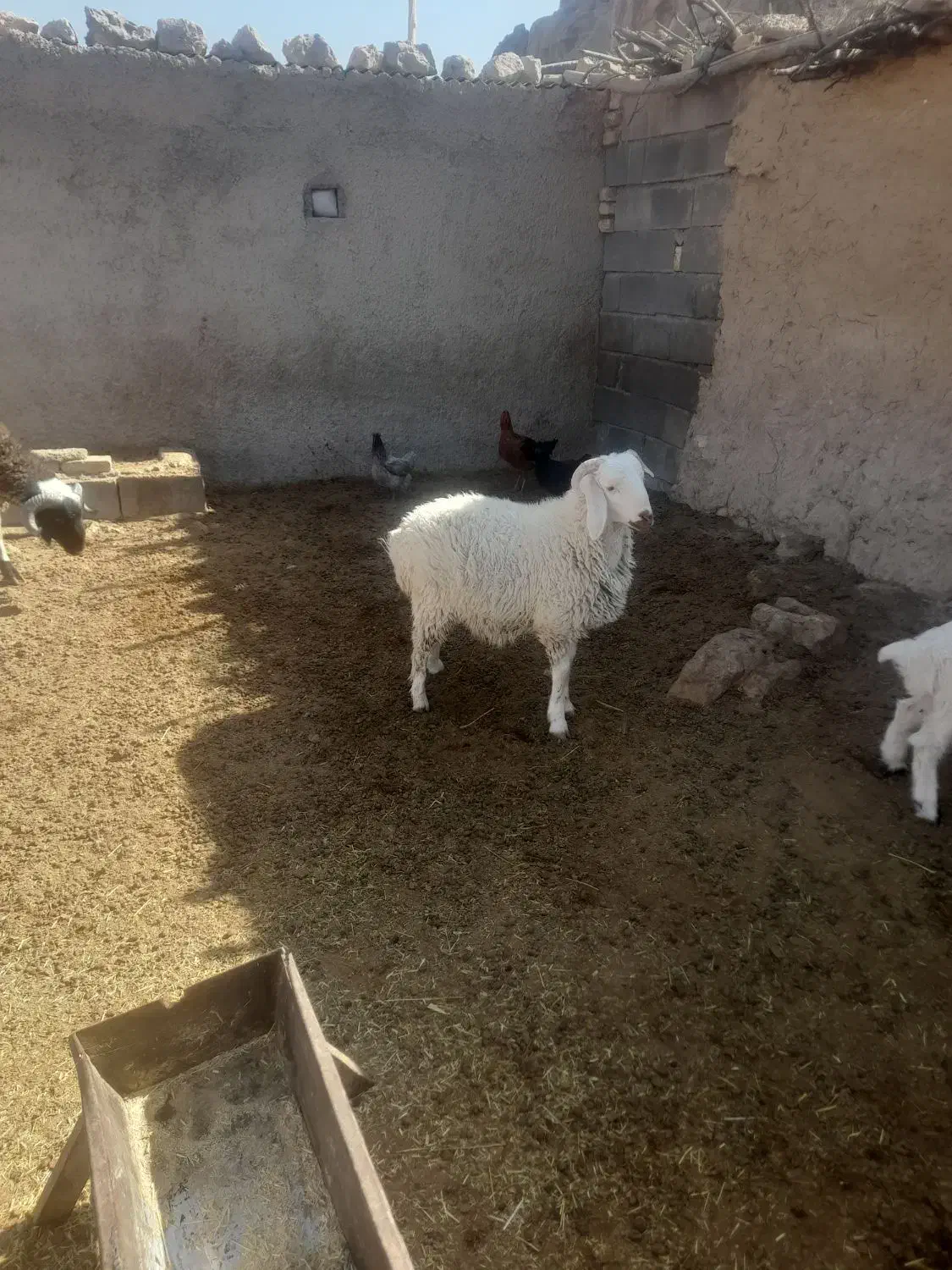 بره نر سبک|حیوانات مزرعه|ارسنجان, |دیوار