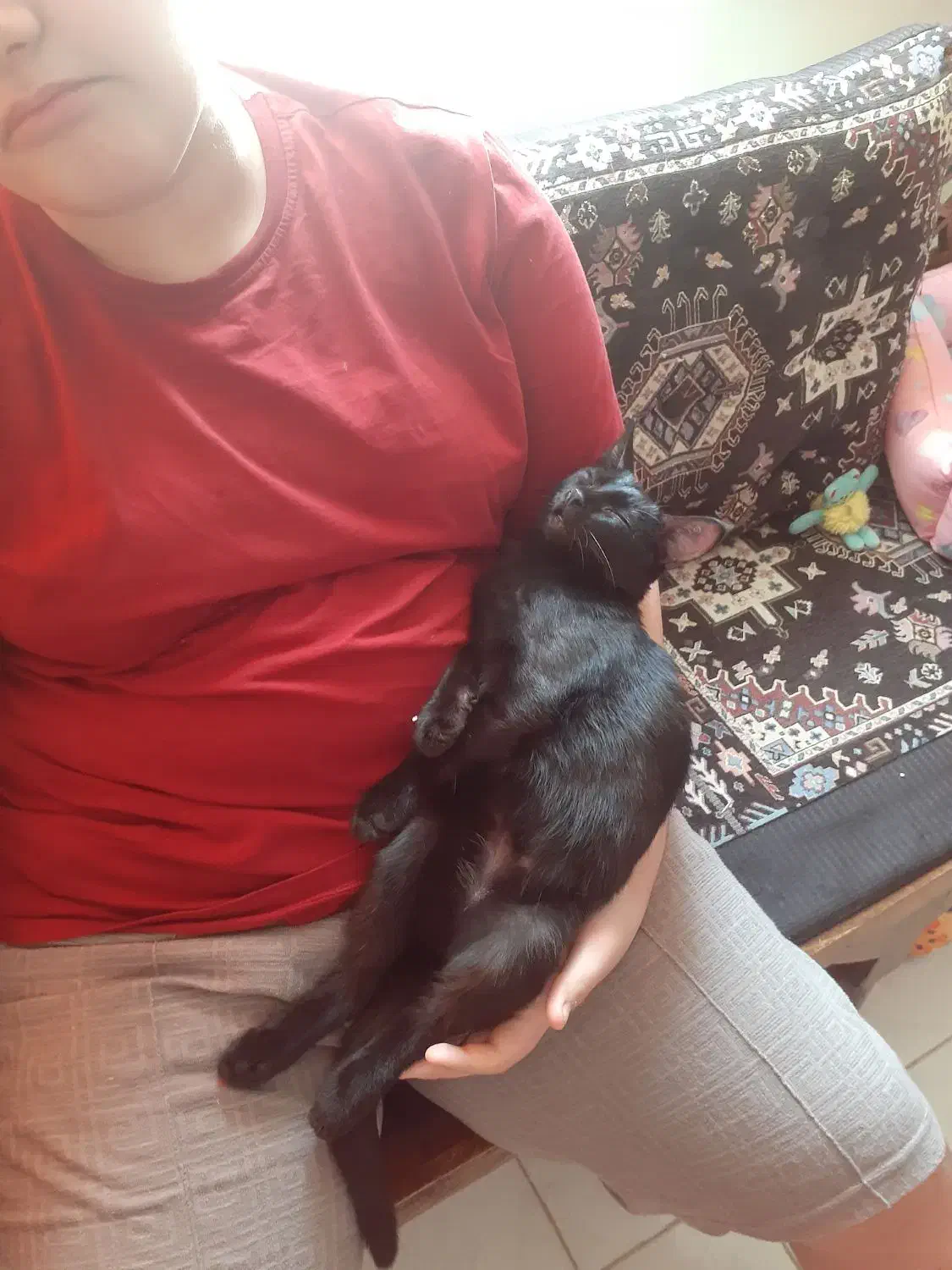 واگذاری گربه|گربه|چهارباغ, |دیوار