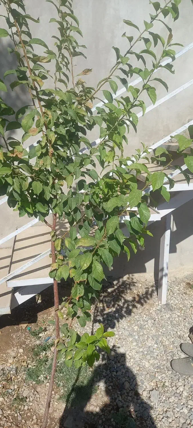 گشنیز|خدمات باغبانی و درختکاری|خزل, |دیوار