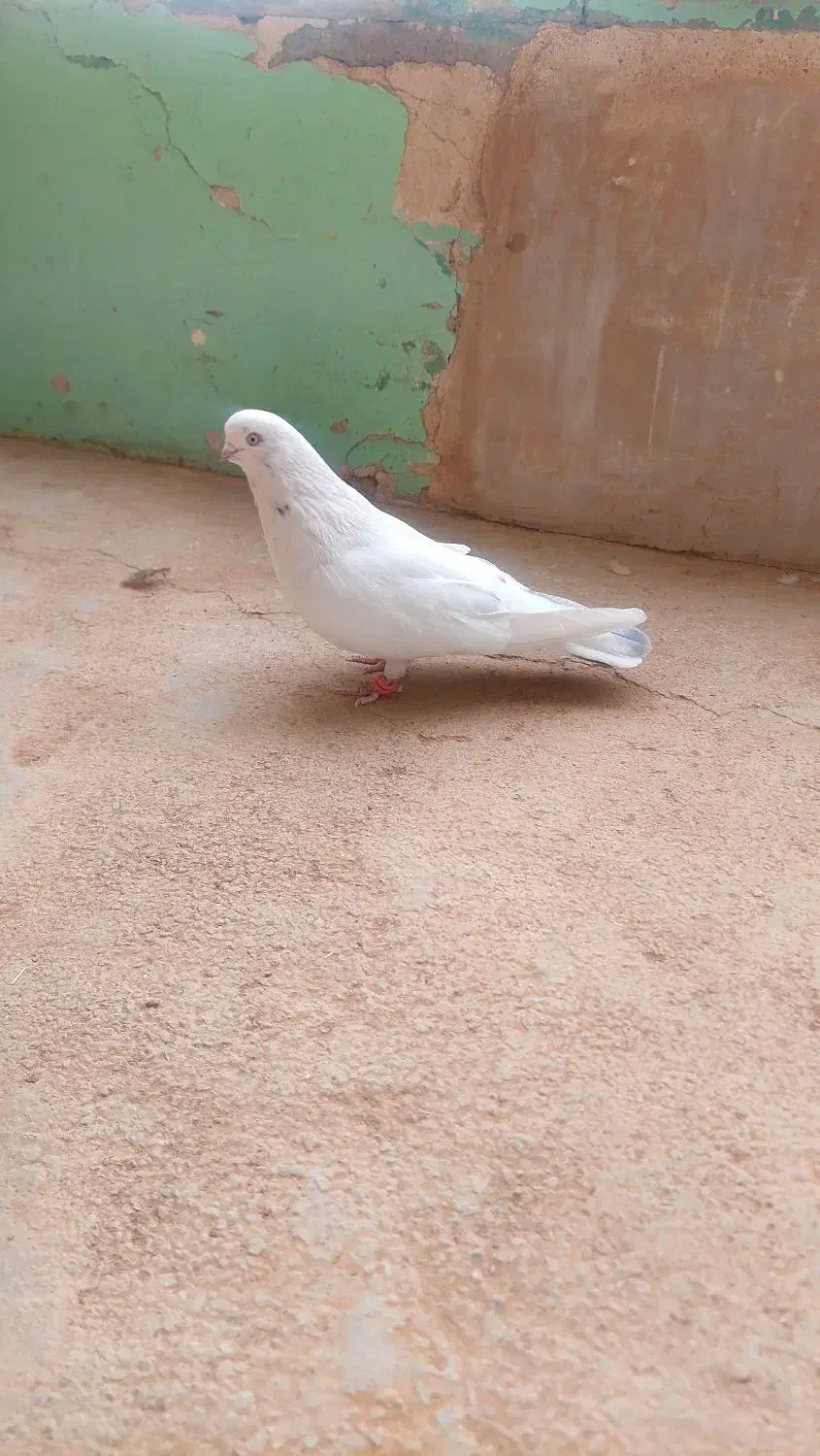 کبوتر|پرنده|بروجن, |دیوار