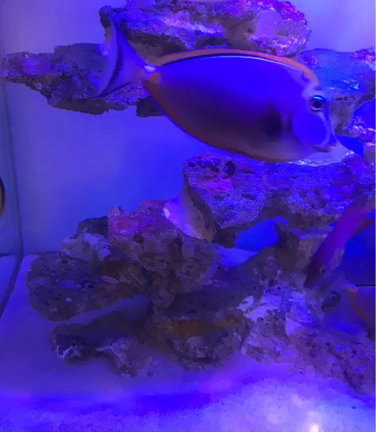 ماهی آب شور|ماهی|تهران, مطهری|دیوار