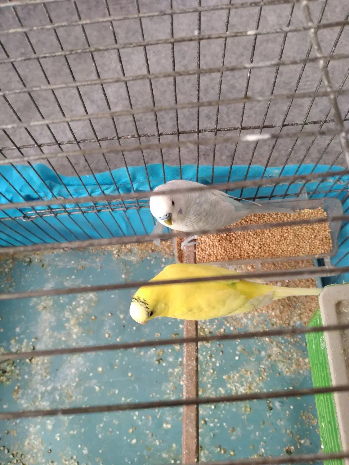 دوتا مرغ عشق باقفس|پرنده|دینور, |دیوار