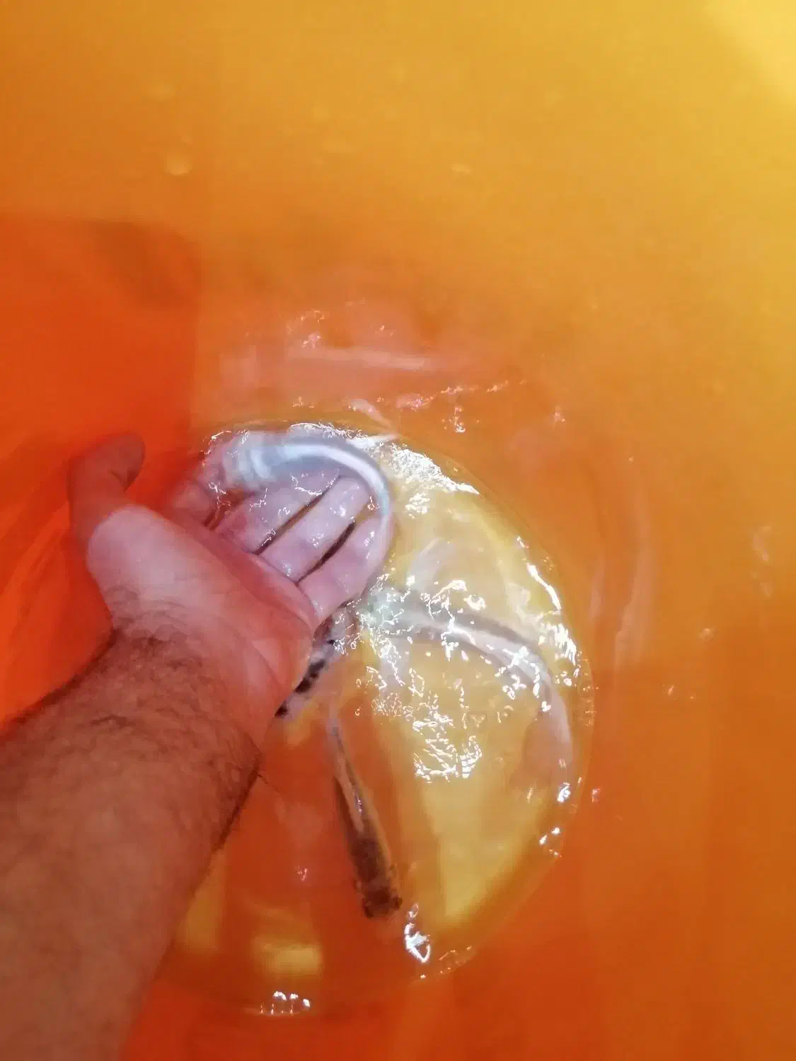 ماهی کوی باله بلند چرم|ماهی|اصفهان, فرح آباد|دیوار