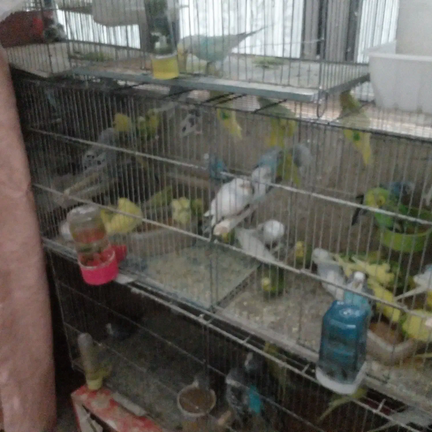 مرغ عشق|پرنده|هشتگرد, شهرک راه آهن|دیوار