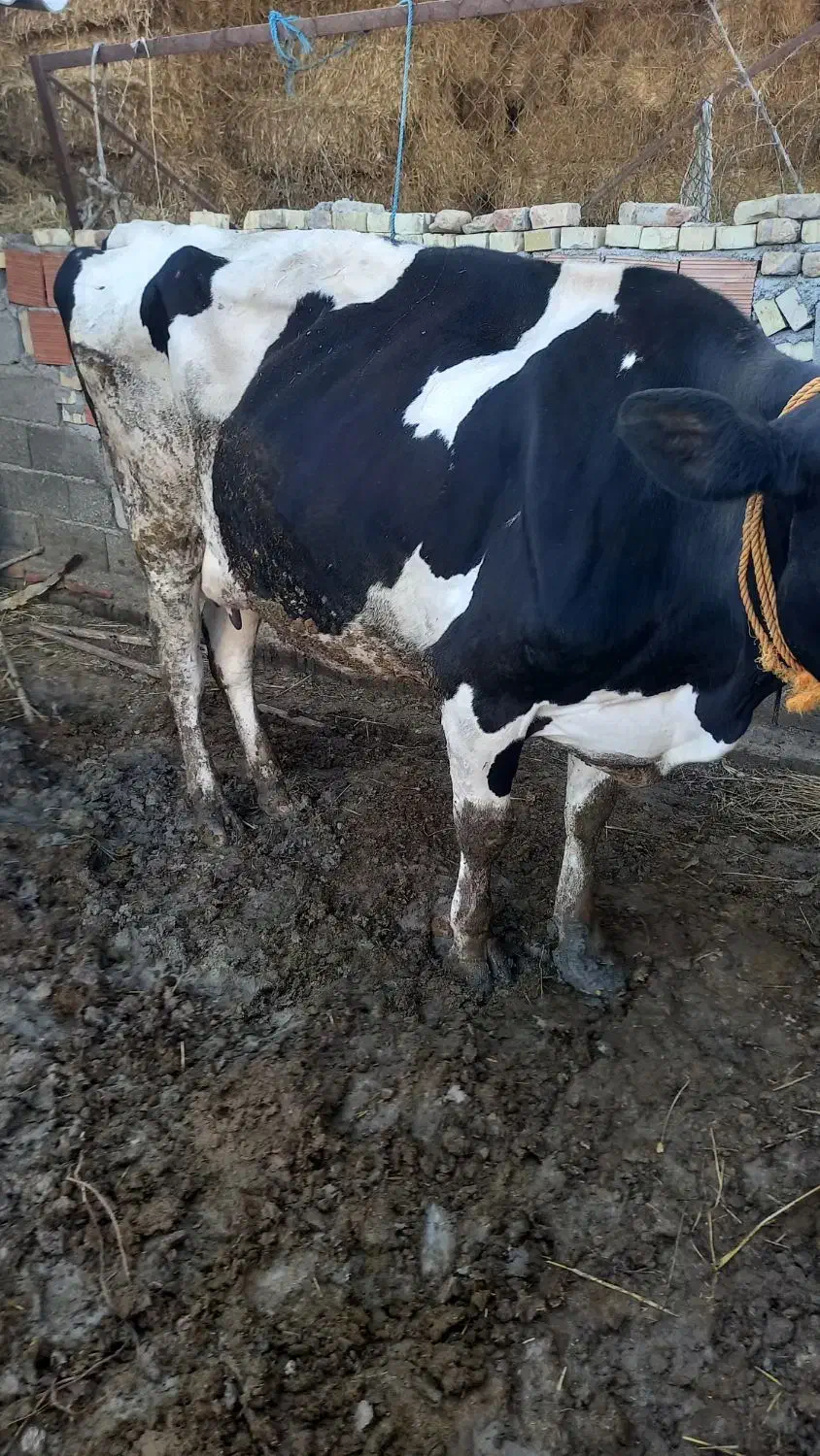 گاو و گوساله پنچ ماه|حیوانات مزرعه|گرگان, |دیوار