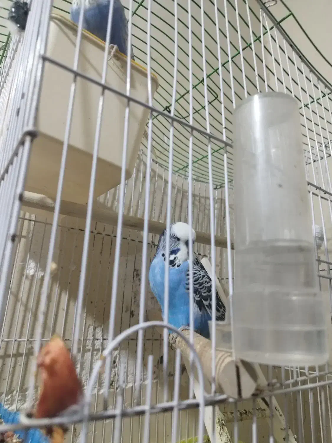 مرغ عشق|پرنده|خرمشهر, |دیوار