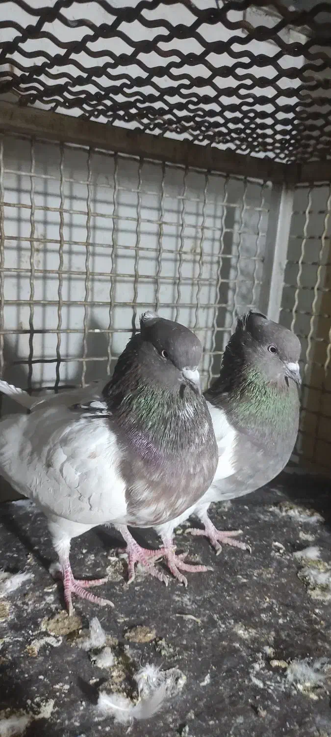 کفتر|پرنده|تهران, دولاب|دیوار