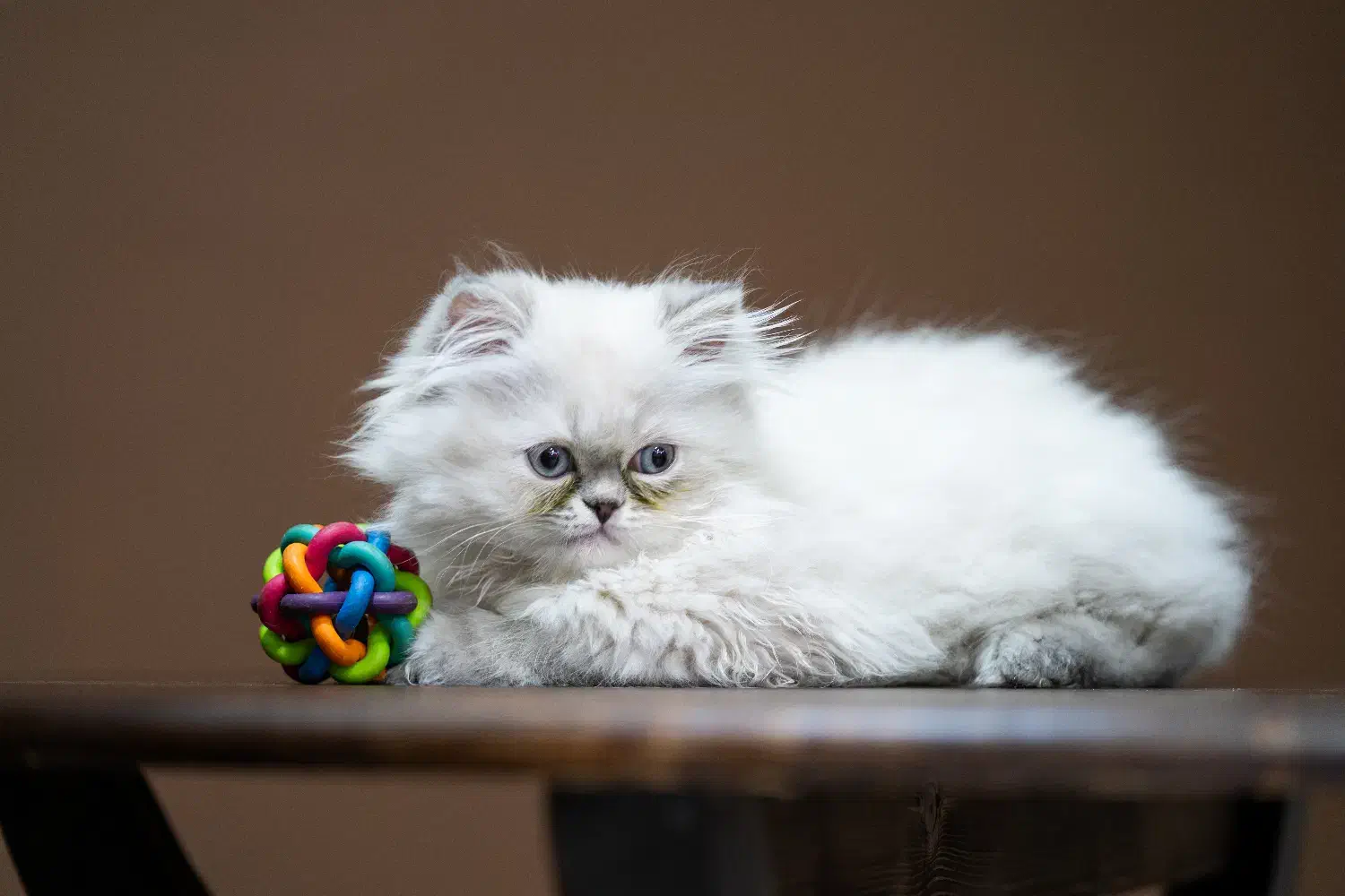 بچه گربه|گربه|بوشهر, |دیوار