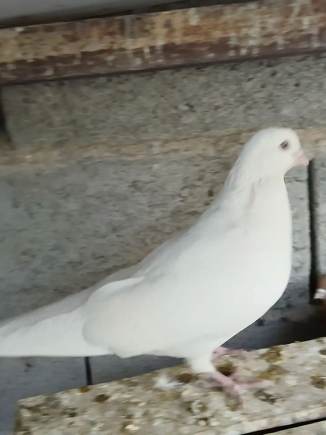 کبوترزرد.سفید. کله دم سبز..خوروس ومرغ جوان|پرنده|اصفهان, بوستان ناژوان|دیوار